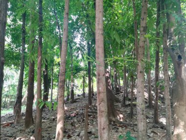 Güzel bir yeşil orman ağacı görüntüsü..