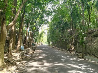 Güzel bir yeşil orman ağacı görüntüsü..