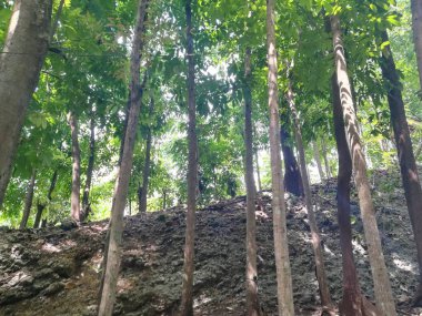 Güzel bir yeşil orman ağacı görüntüsü..