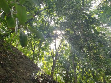 Gündüz vakti Parkta yeşil ağaçların güzel görüntüsü