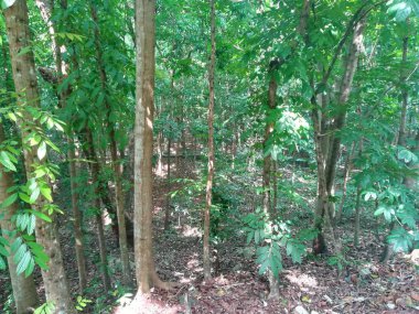 Gündüz vakti Parkta yeşil ağaçların güzel görüntüsü