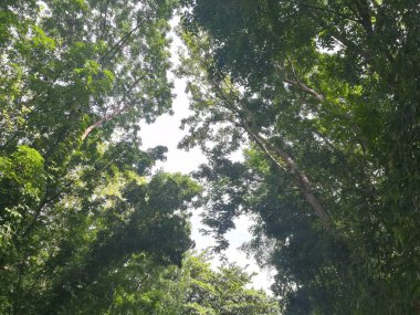 Gündüz vakti Parkta yeşil ağaçların güzel görüntüsü