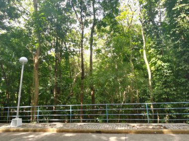 Gündüz vakti Parkta yeşil ağaçların güzel görüntüsü