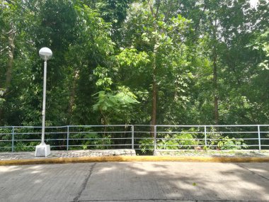 Gündüz vakti Parkta yeşil ağaçların güzel görüntüsü