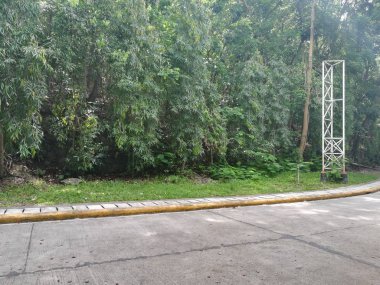 Bulutlu bir günde yeşil ormanda yol