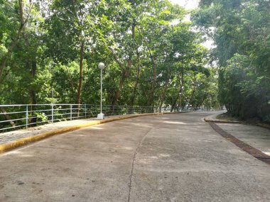 Bulutlu bir günde yeşil ormanda yol