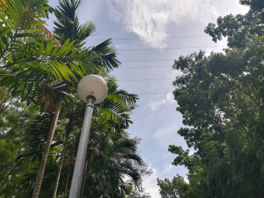 Bulutlu bir günde yeşil ormanda yol