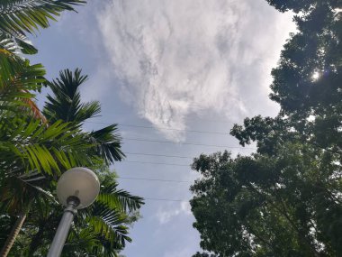 Gündüz vakti Parkta yeşil ağaçların güzel görüntüsü