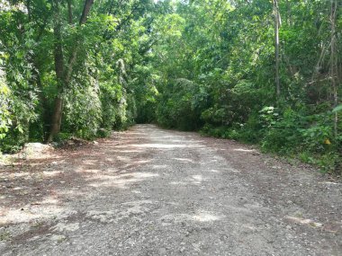 Bulutlu bir günde güzel bir ağaçla yeşil ormanın içinden geçen yol.