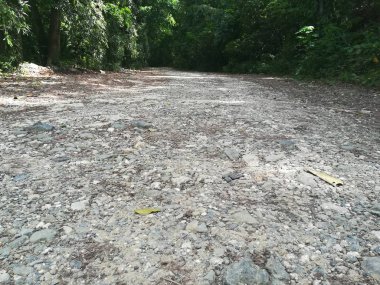 Bulutlu bir günde güzel bir ağaçla yeşil ormanın içinden geçen yol.