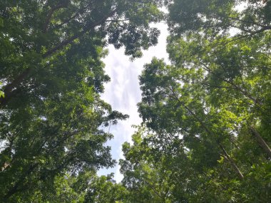 Gündüz vakti Parkta yeşil ağaçların güzel görüntüsü