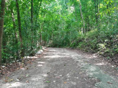 Bulutlu bir günde güzel bir ağaçla yeşil ormanın içinden geçen yol.