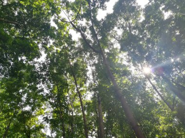 Gündüz vakti Parkta yeşil ağaçların güzel görüntüsü