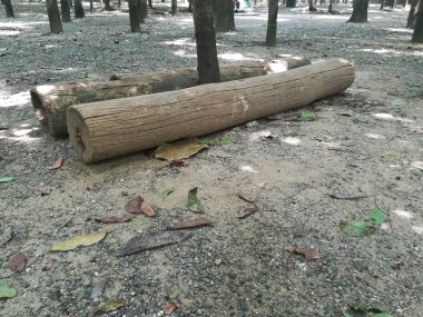 Ağaç gövdeleri parkta yerde yatıyor. 