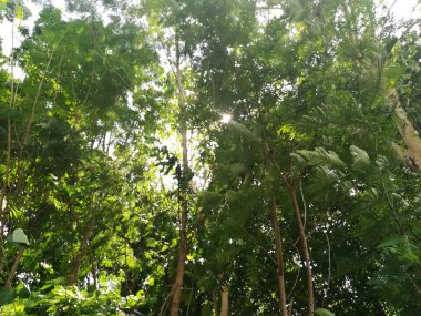 Güzel bir yeşil orman ağacı görüntüsü..