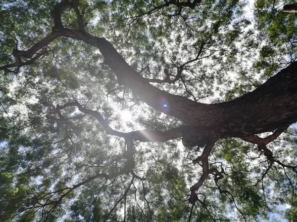 Vacker Bild Gröna Skogsträd — Stockfoto