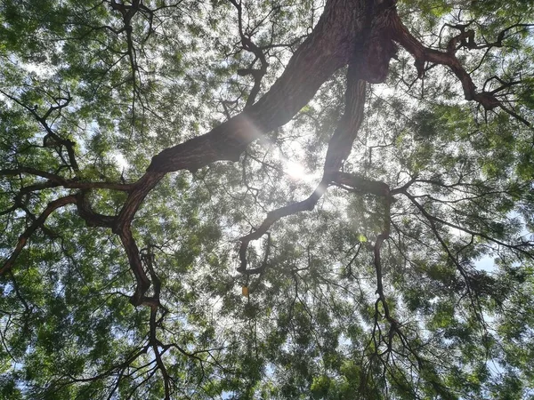 Солнечный Свет Проходящий Через Ветви Дерева — стоковое фото