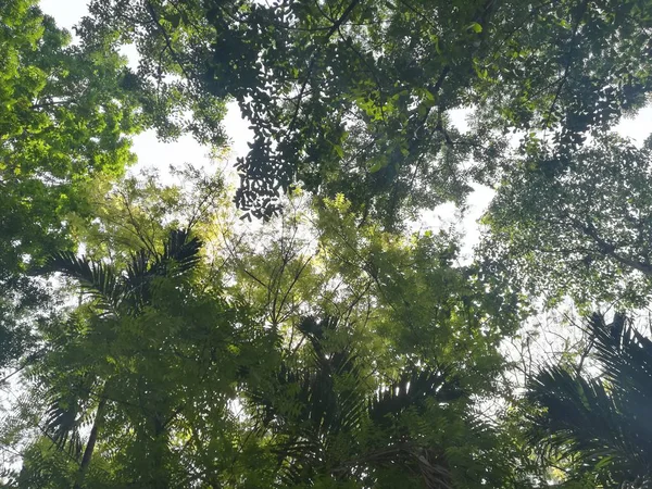 Красивый Снимок Зеленых Лесных Деревьев — стоковое фото