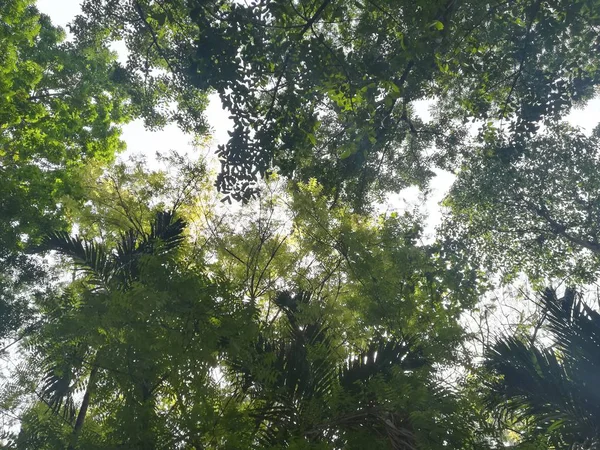 Hermoso Tiro Árboles Verdes Del Bosque —  Fotos de Stock