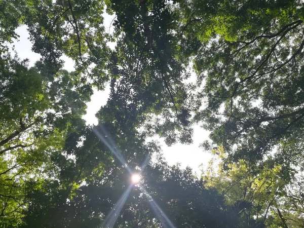 Güzel bir yeşil orman ağacı görüntüsü..