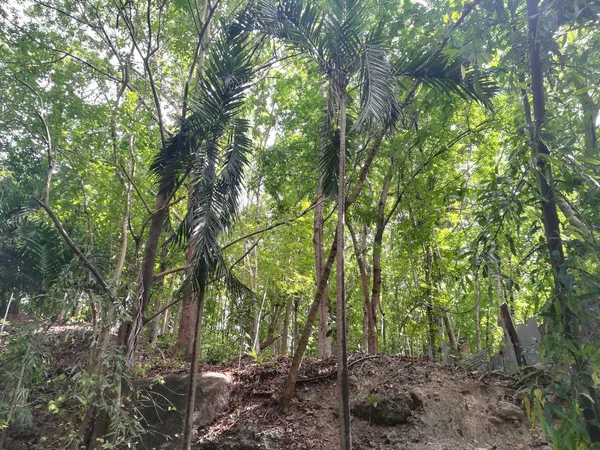 Hari Waktu Tembakan Indah Pohon Hijau Taman — Stok Foto