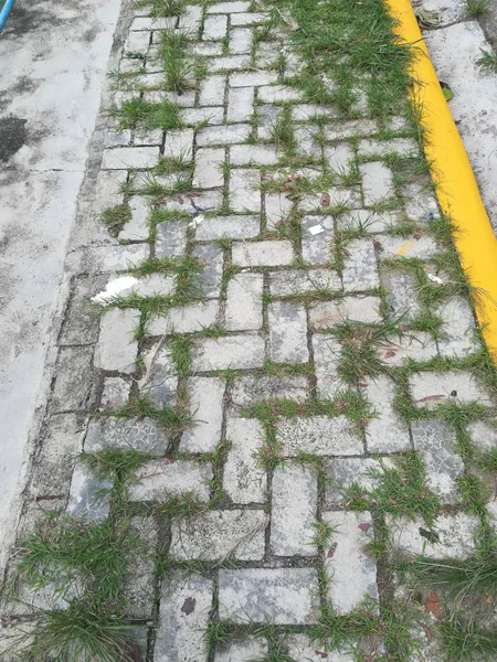 Arnavut kaldırımlı yolda büyüyen çimen 