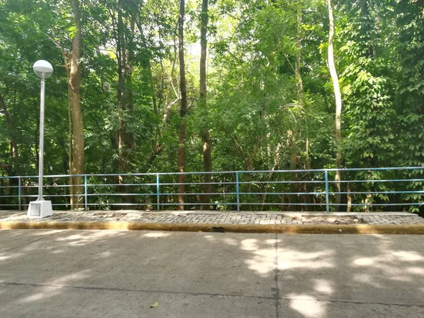 Hora Dia Belo Tiro Árvores Verdes Parque — Fotografia de Stock