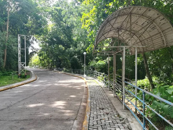 Bulutlu bir günde yeşil ormanda yol