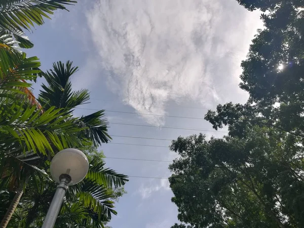 Gündüz vakti Parkta yeşil ağaçların güzel görüntüsü