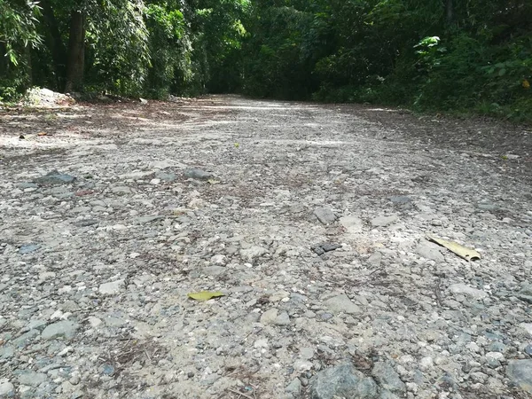 Bulutlu bir günde güzel bir ağaçla yeşil ormanın içinden geçen yol.