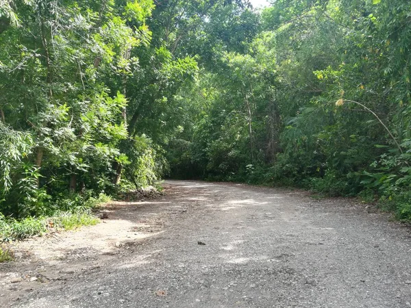 Jalur Melalui Hutan Hijau Dengan Pohon Yang Indah Pada Hari — Stok Foto