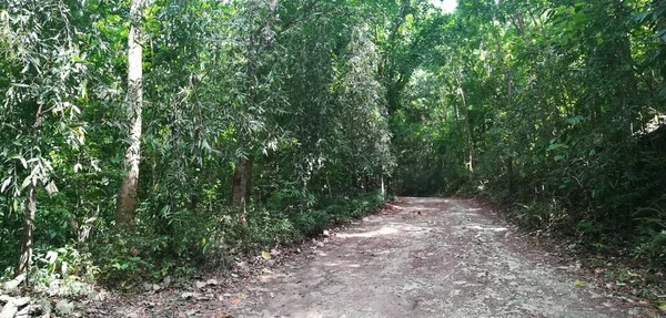 Jalur Melalui Hutan Hijau Dengan Pohon Yang Indah Pada Hari — Stok Foto