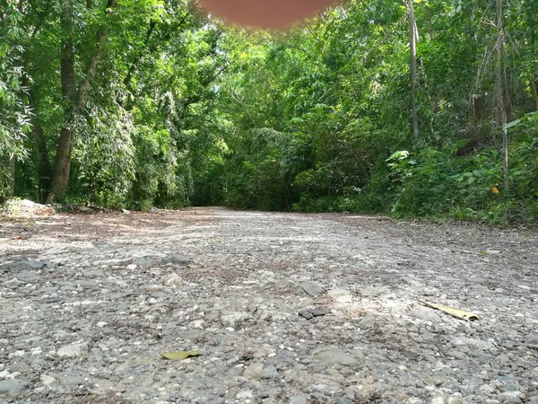 Bulutlu bir günde güzel bir ağaçla yeşil ormanın içinden geçen yol.