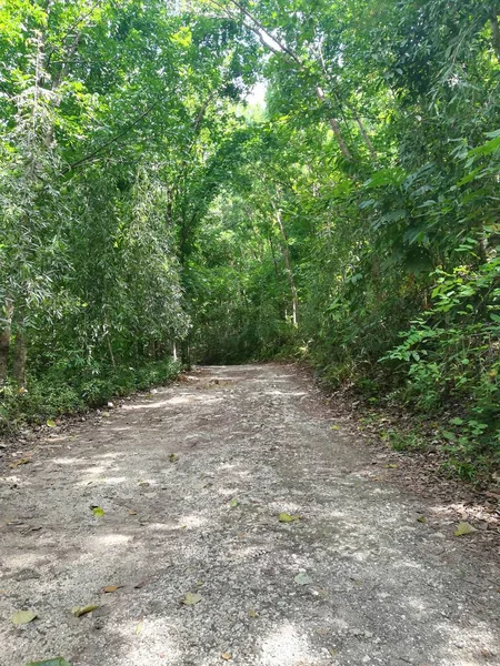 Ścieżka Przez Zielony Las Pięknym Drzewem Pochmurny Dzień — Zdjęcie stockowe