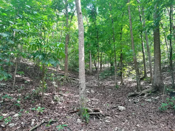 Dag Mooie Schot Van Groene Bomen Het Park — Stockfoto