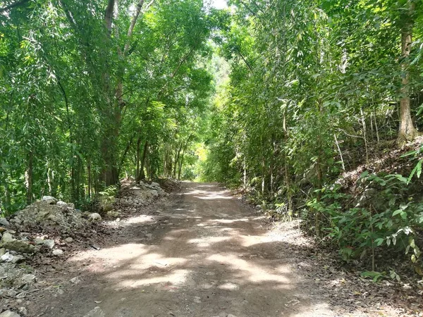 Pad Door Het Groene Bos Met Een Mooie Boom Een — Stockfoto