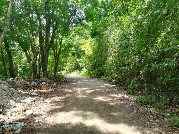 Jalur Melalui Hutan Hijau Dengan Pohon Yang Indah Pada Hari — Stok Foto