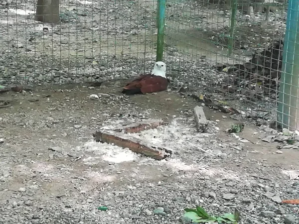 Hayvanat bahçesi kafesinde beyaz kartal kuşu