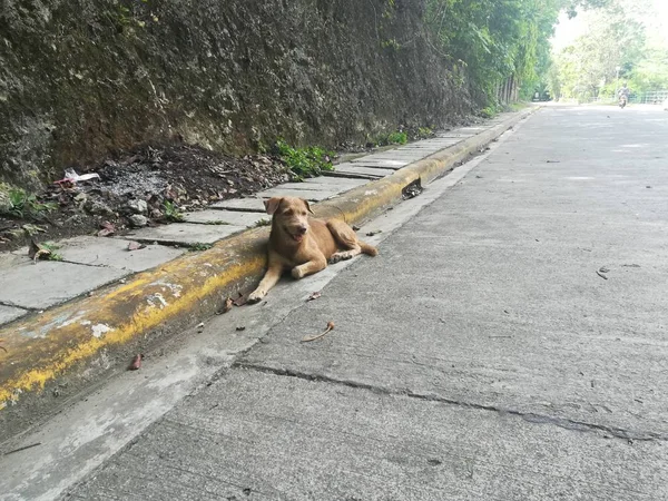 Hayvanat bahçesinde yatan bir köpeğin gündüz fotoğrafı..  