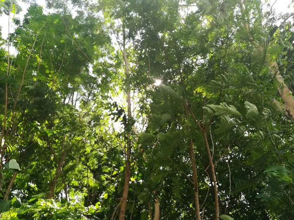 Foto Yang Indah Dari Pohon Hutan Hijau — Stok Foto