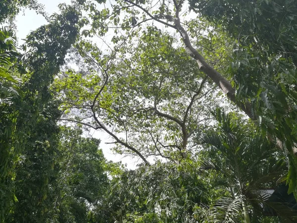 Een Prachtig Shot Van Groene Bosbomen — Stockfoto