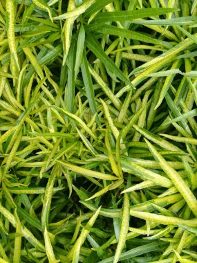 yeşil çim arka plan. Üstten Görünüm.