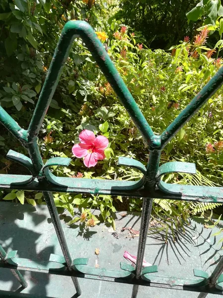 Güzel botanik yakın plan çitin yanındaki çiçeği.