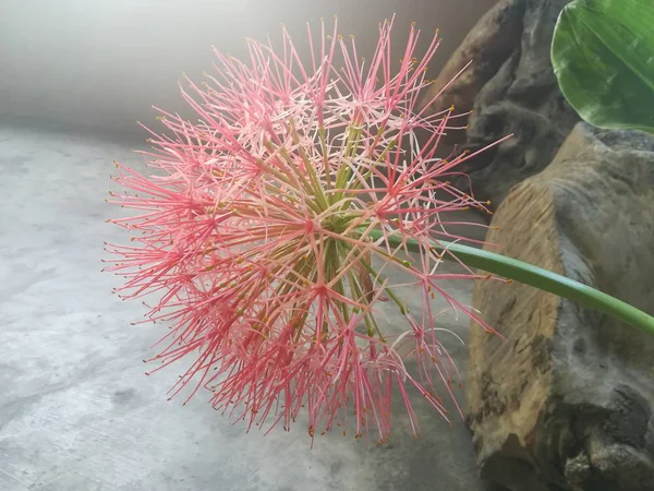 Belo Botânico Close Tiro Flor — Fotografia de Stock