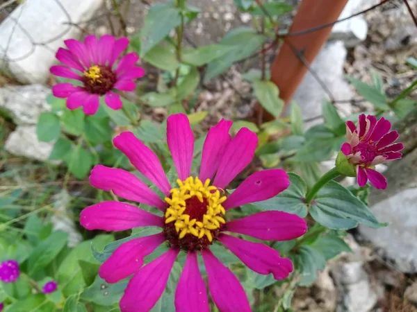 Close Shot Beautiful Pink Flowers — Stock Photo, Image