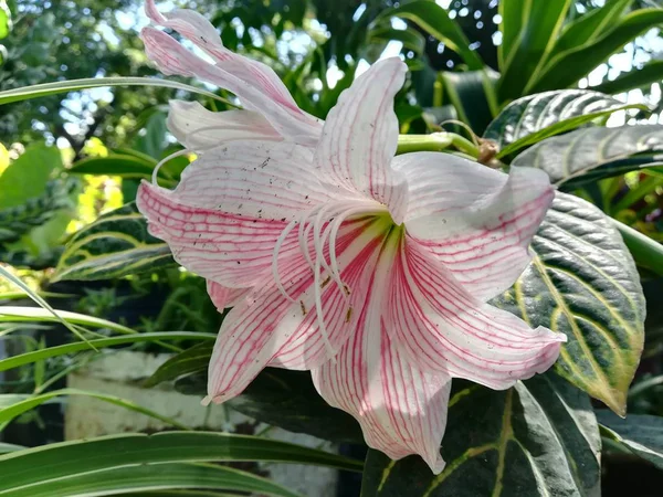 Närbild Skott Vacker Blomma — Stockfoto