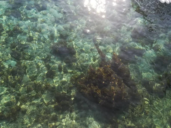 Gros Plan Magnifique Récif Corallien Tropical Sous Eau — Photo