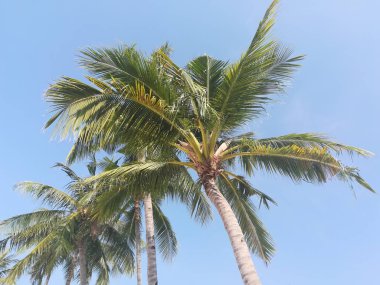 palmiye ağaçları ile güzel tropikal peyzaj