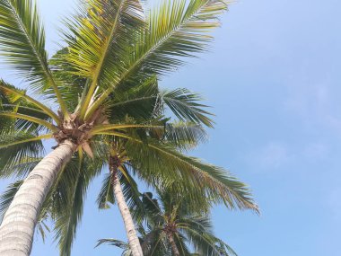 palmiye ağaçları ile güzel tropikal peyzaj