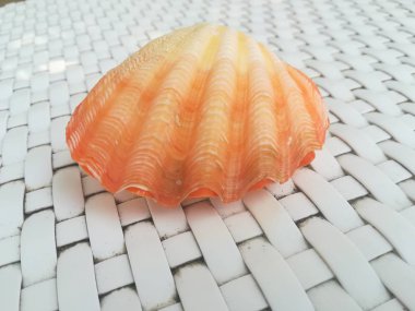 Masadaki sarı deniz kabuğunun yakın çekim görüntüsü.